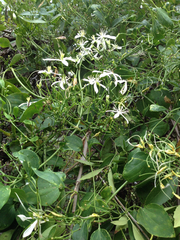 Clematis