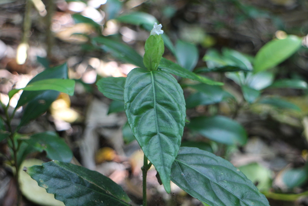 Strobilanthes cumingiana