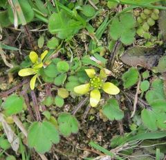 Ranunculus foliosus