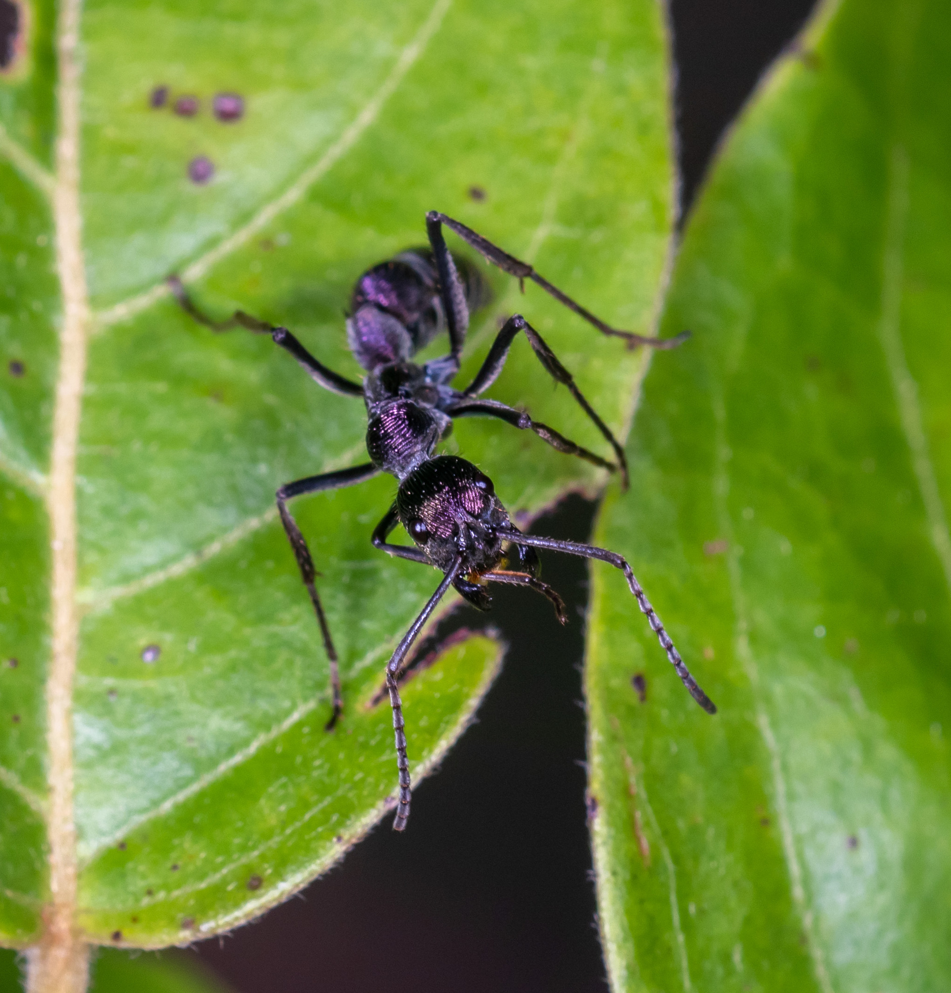 Diacamma excellens