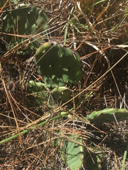 Opuntia mesacantha