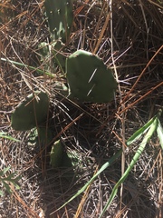 Opuntia mesacantha