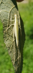 Oecanthus leptogrammus