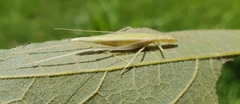 Oecanthus leptogrammus