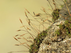 Tortella xanthocarpa