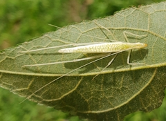 Oecanthus leptogrammus