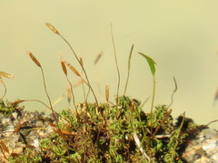 Tortella xanthocarpa