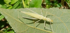 Oecanthus leptogrammus