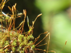 Tortella xanthocarpa