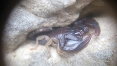 Euscorpius flavicaudis