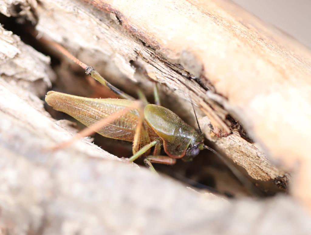 Coniungoptera nothofagi