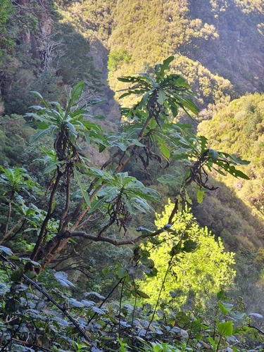 Sonchus fruticosus image