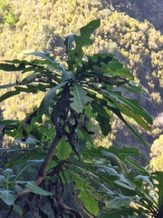 Sonchus fruticosus image