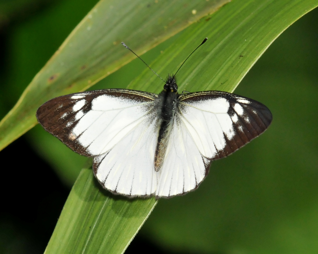 Catasticta notha