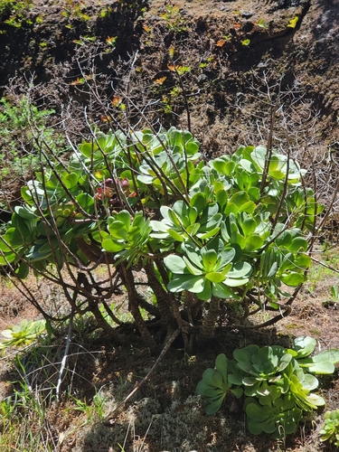 Aeonium glutinosum