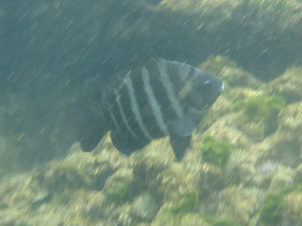 Blackspot sergeant