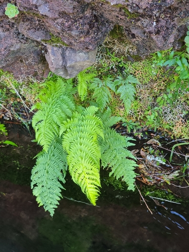 Athyrium filix-femina image