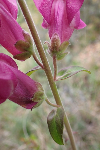 Antirrhinum linkianum