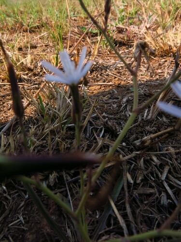 Image of Lactuca inermis by no rights reserved