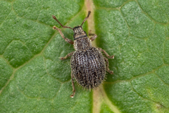 Brachysomus echinatus