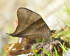 Corades pannonia