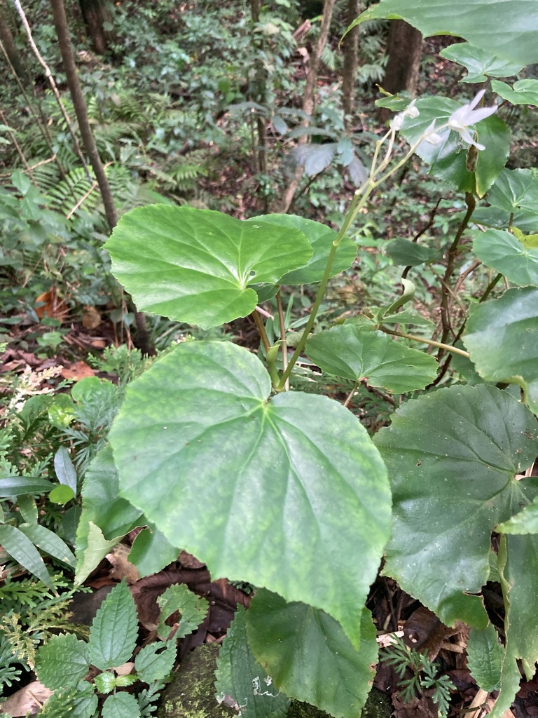Begonia pensilis