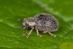 Brachysomus echinatus