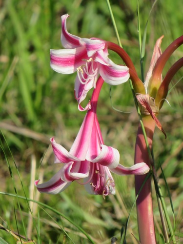 Subspecies Crinum stuhlmannii delagoense · iNaturalist