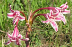 Crinum stuhlmannii delagoense