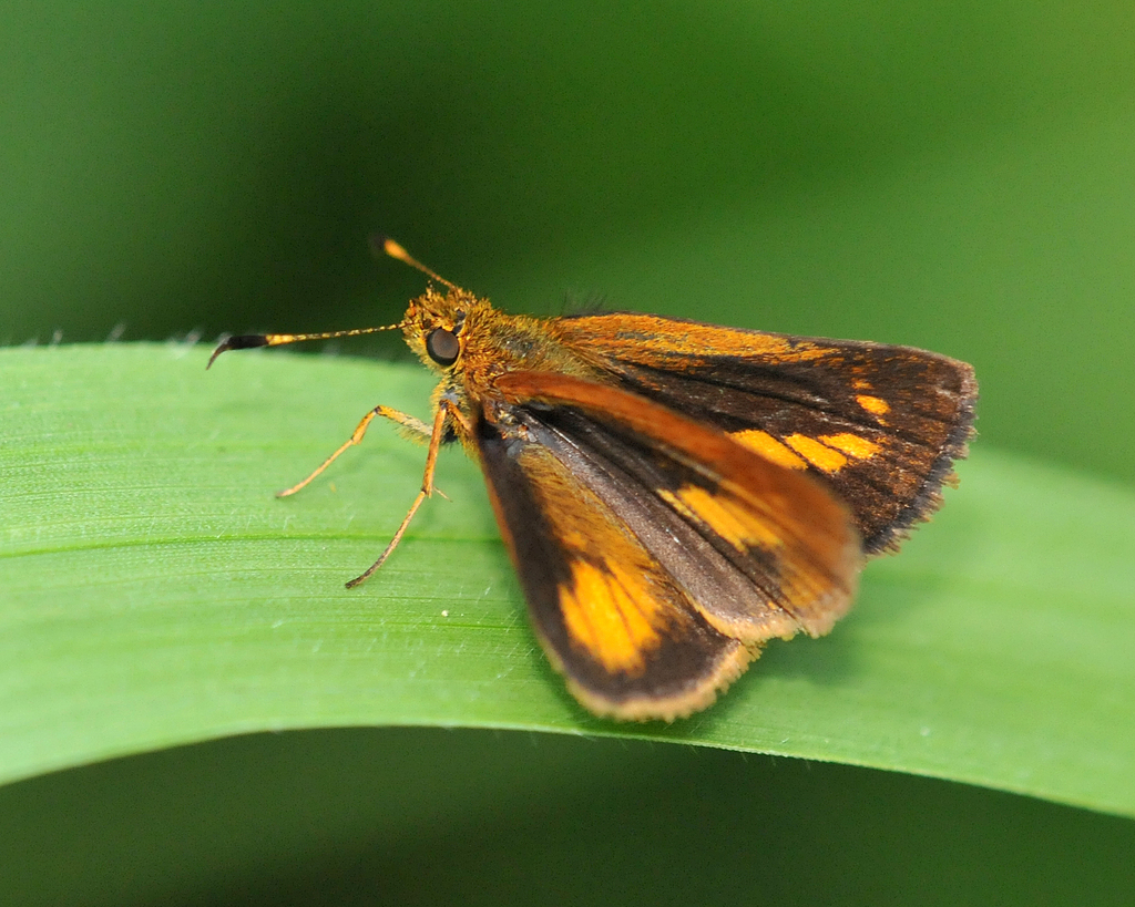 Corticea mendica