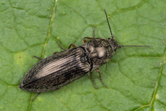 Paraphotistus impressus