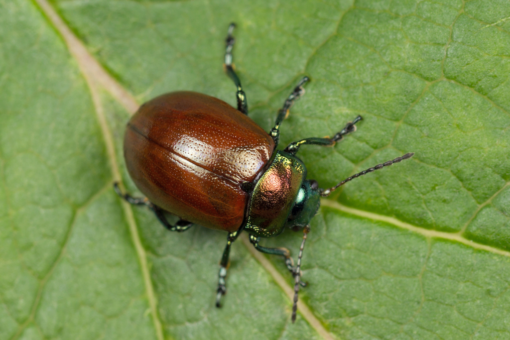Knotgrass leaf beetle, photo 1 of 10