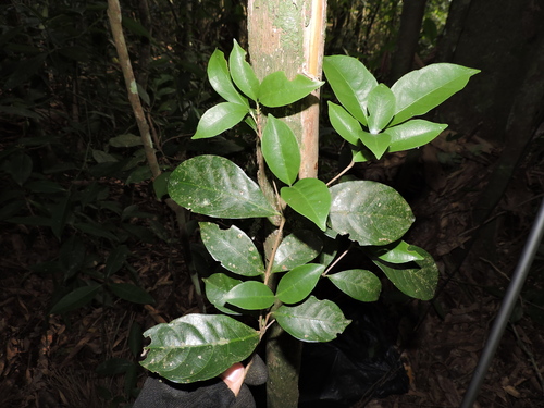 Image of Cordiera Concolor (Cordiera concolor) by (c) Fabrício Mil Homens Riella, some rights reserved (CC BY)