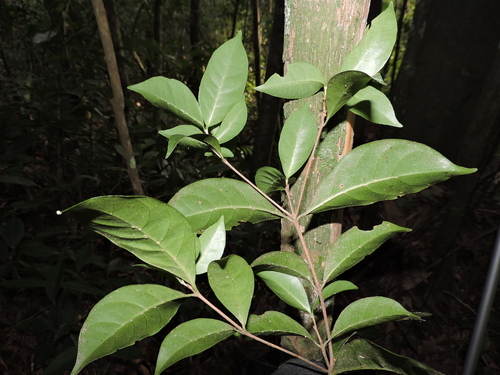 Image of Cordiera Concolor (Cordiera concolor) by (c) Fabrício Mil Homens Riella, some rights reserved (CC BY)