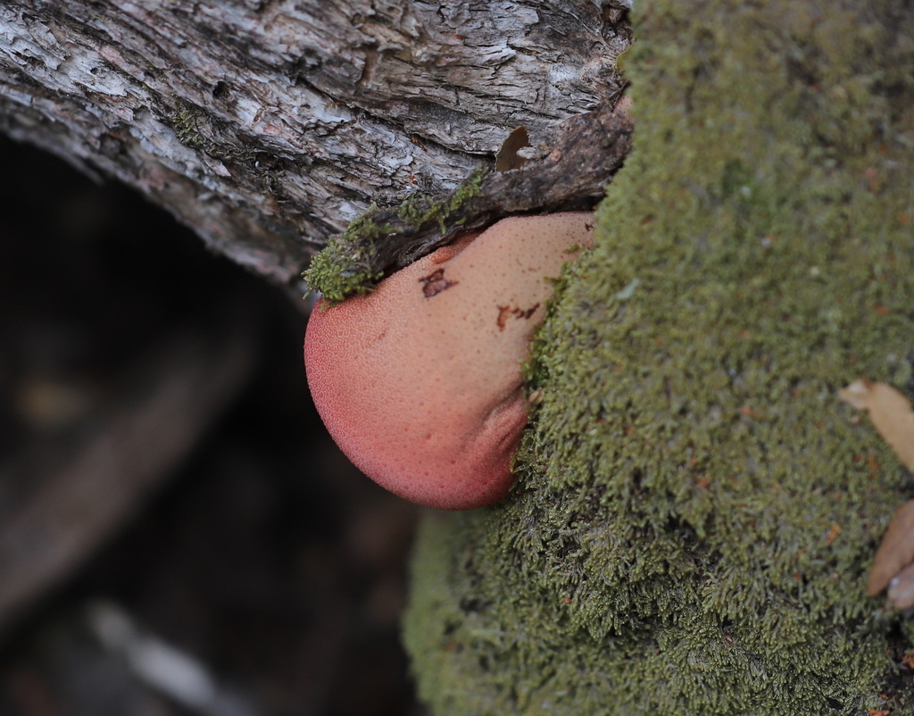 Fistulina antarctica · April 2023 · photo: © steven-cyclist (iNaturalist, cc-by)