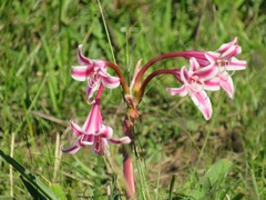 Crinum stuhlmannii delagoense