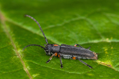 Phytoecia pustulata