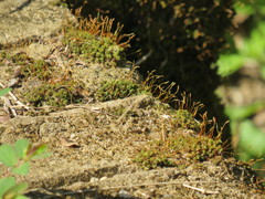 Tortella xanthocarpa