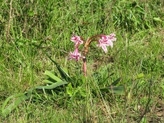 Crinum stuhlmannii delagoense