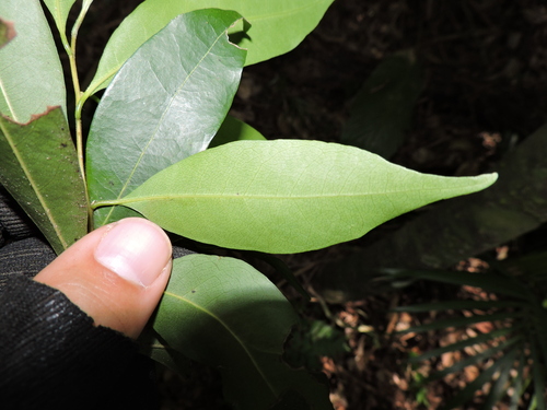 Image of Nectandra angustifolia by (c) Fabrício Mil Homens Riella, some rights reserved (CC BY)