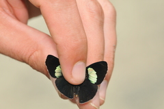 Diaethria euclides phlogeides