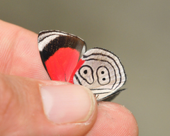 Diaethria euclides phlogeides