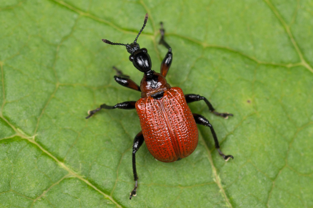 Hazel leaf-roller weevil, photo 1 of 9