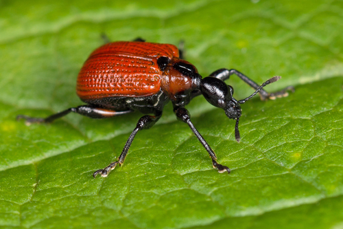 Hazel leaf-roller weevil, photo 2 of 9