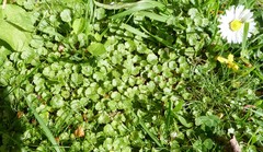 Hydrocotyle microphylla