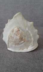 Cassis madagascariensis