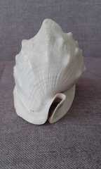 Cassis madagascariensis