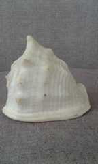 Cassis madagascariensis