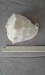 Cassis madagascariensis