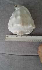 Cassis madagascariensis